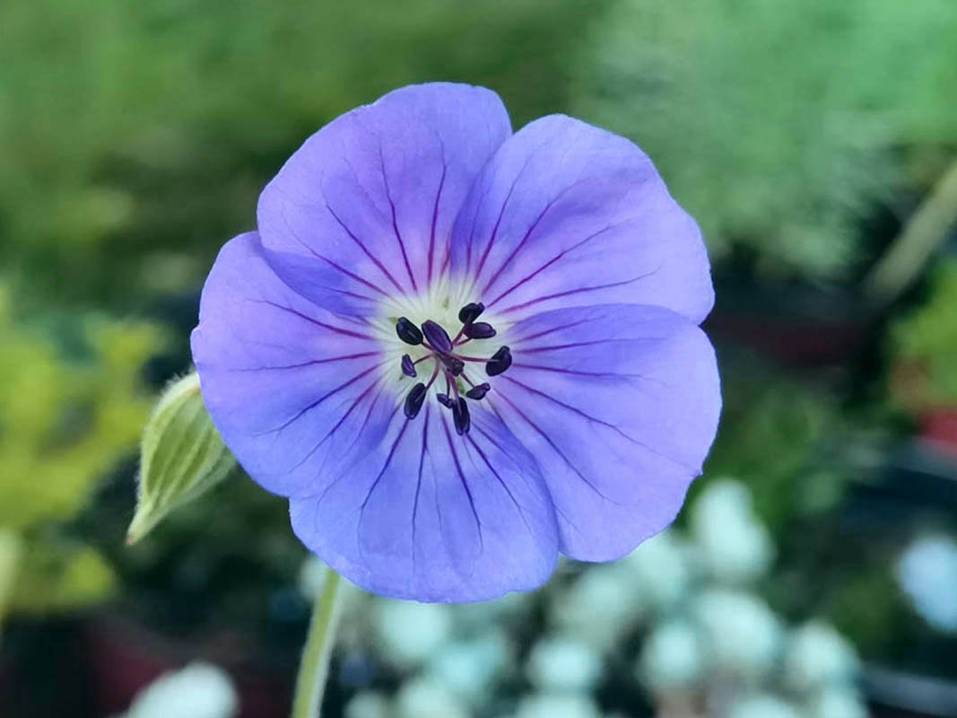 Geranium wallichianum | Mountain Flowers