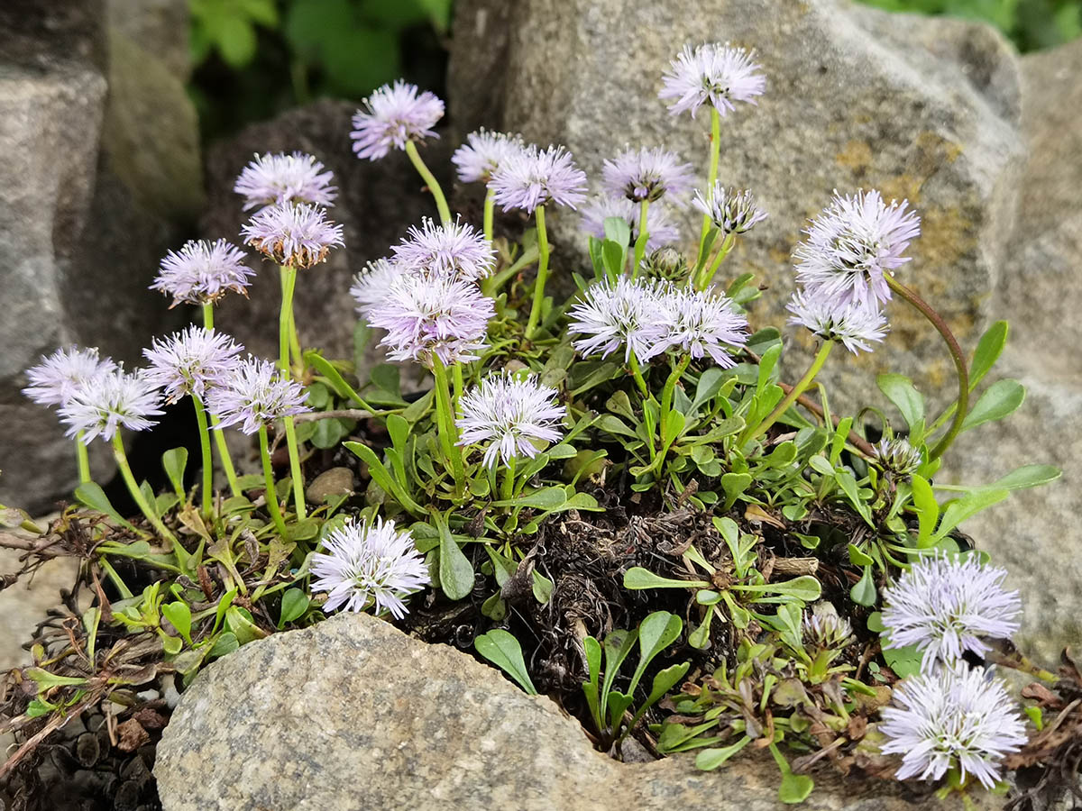 Globularia trichosantha 3