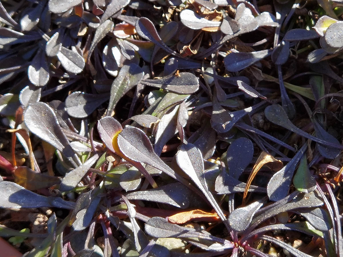 Globularia trichosantha 4