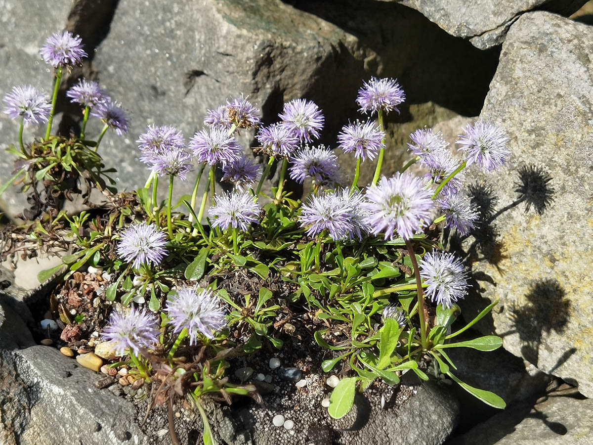 Globularia trichosantha 5