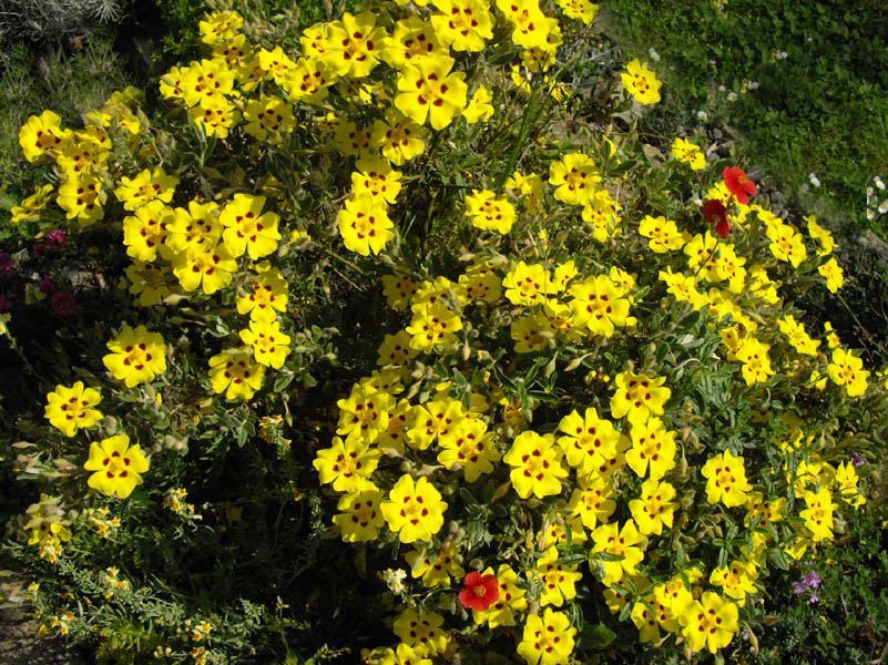 Halimium lasianthum