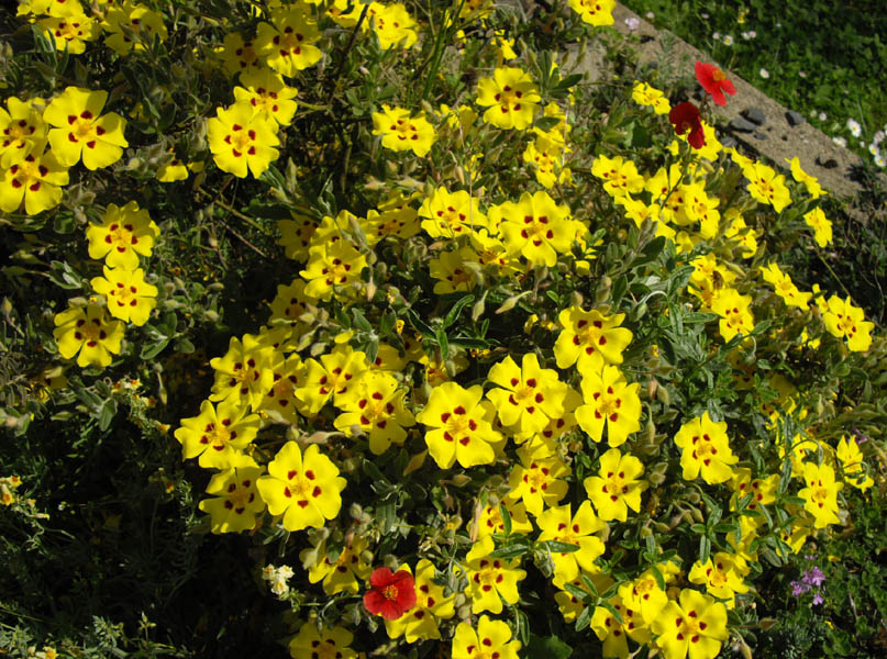 Halimium lasianthum