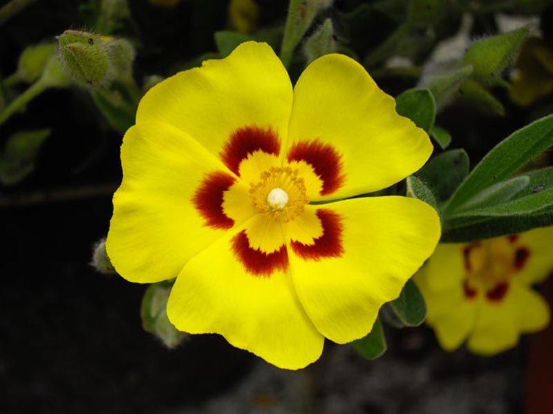 Halimium lasianthum