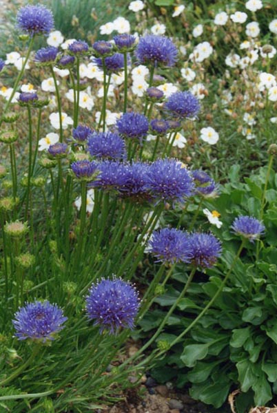 Jasione laevis en fleurs dans une pelouse acidophile des Pyrénées
