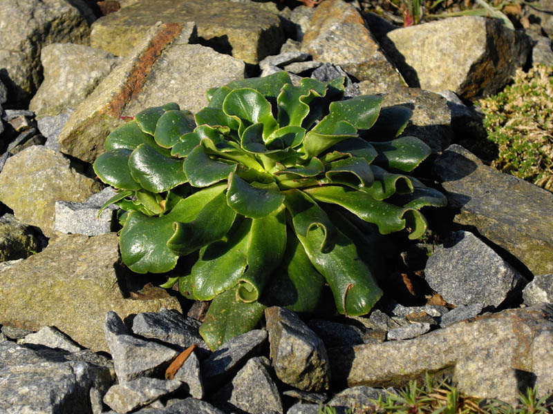 Lewisia cotyledon