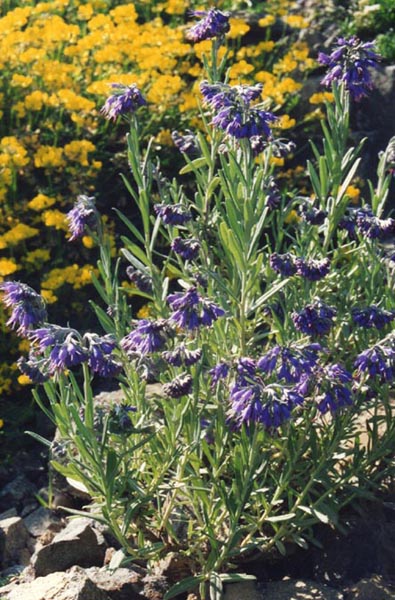 Moltkia petraea