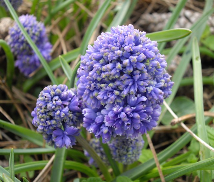 Muscari armeniacum 'Blue Spike'