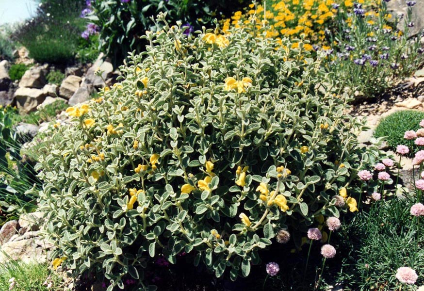 Phlomis lanata
