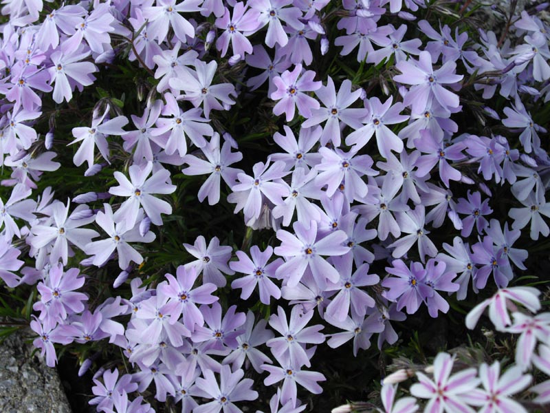 Phlox subulata 'Emerald Cushion Blue'