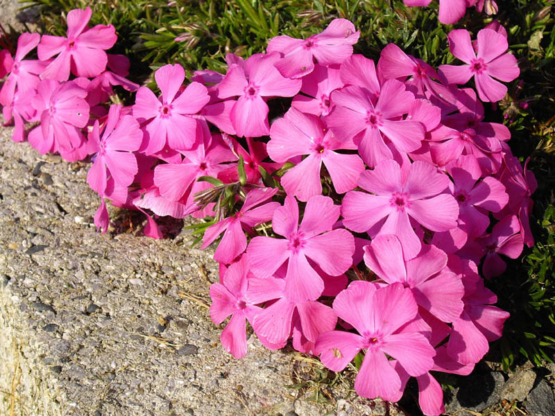 Phlox subulata 'McDaniels Cushion'