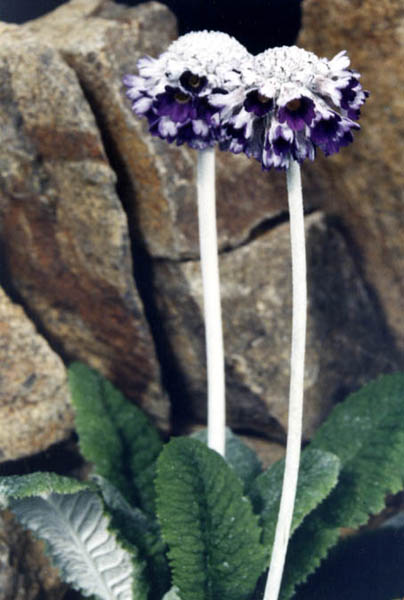 Primula capitata ssp mooreana