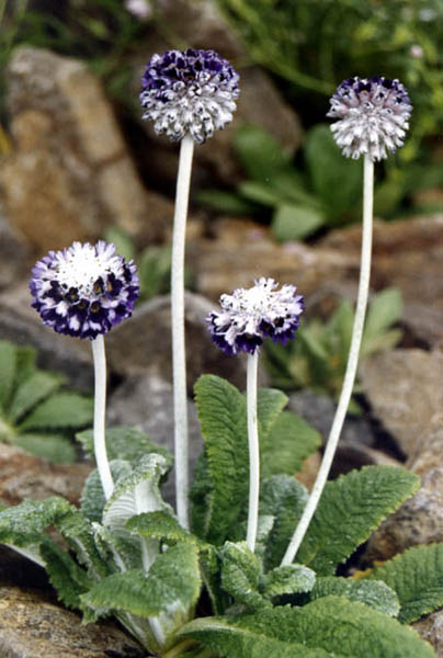 Primula capitata ssp mooreana
