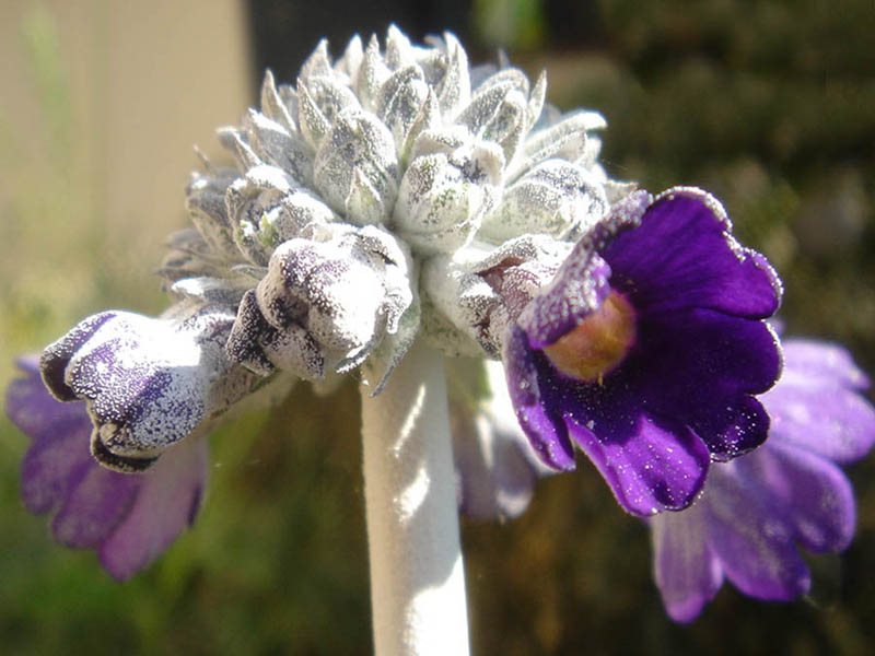 Primula capitata ssp mooreana