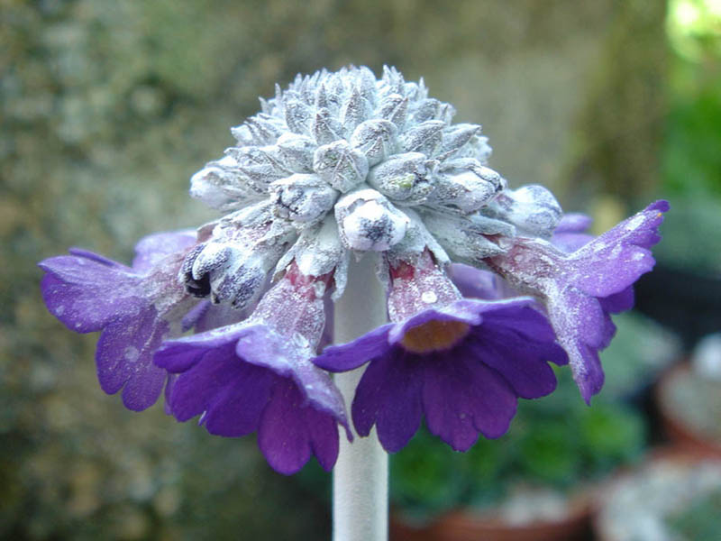 Primula capitata ssp mooreana