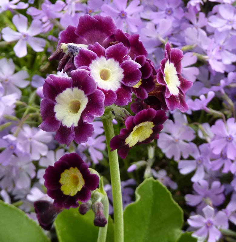 Primula x pubescens hybrids () - Description et photo - Fleurs des ...