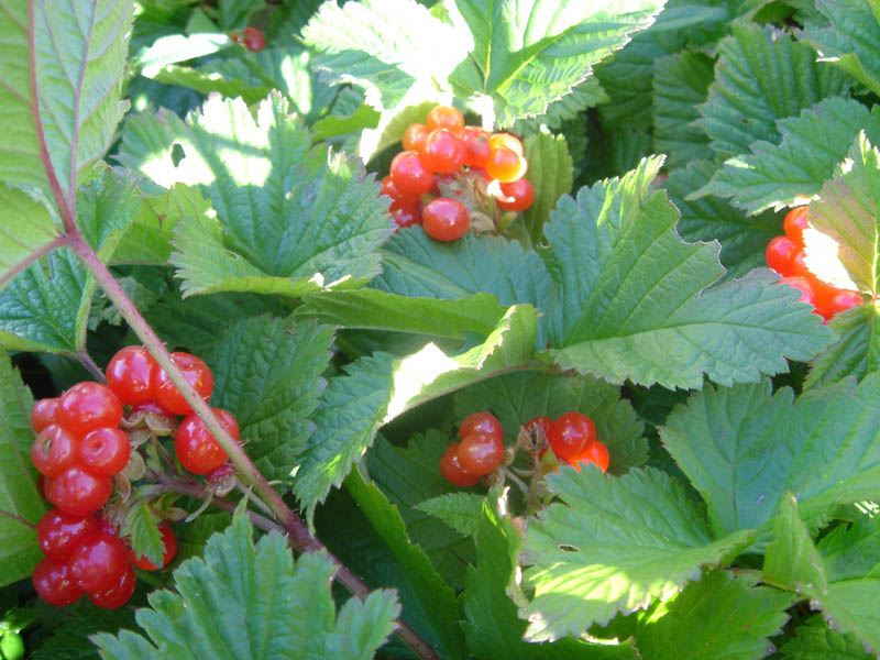 Rubus saxatilis