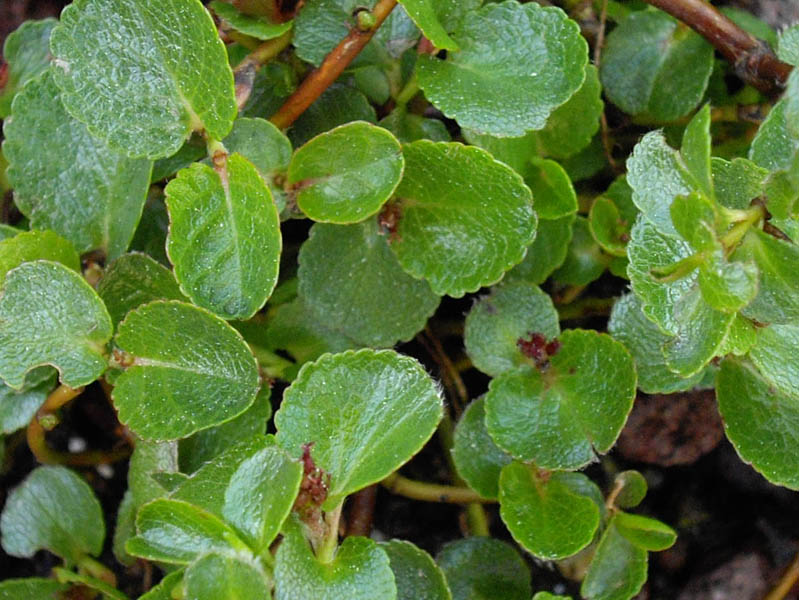 Salix serpyllifola x S. retusa en fleurs dans une prairie humide