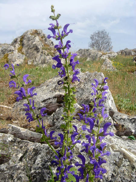 Salvia pratensis