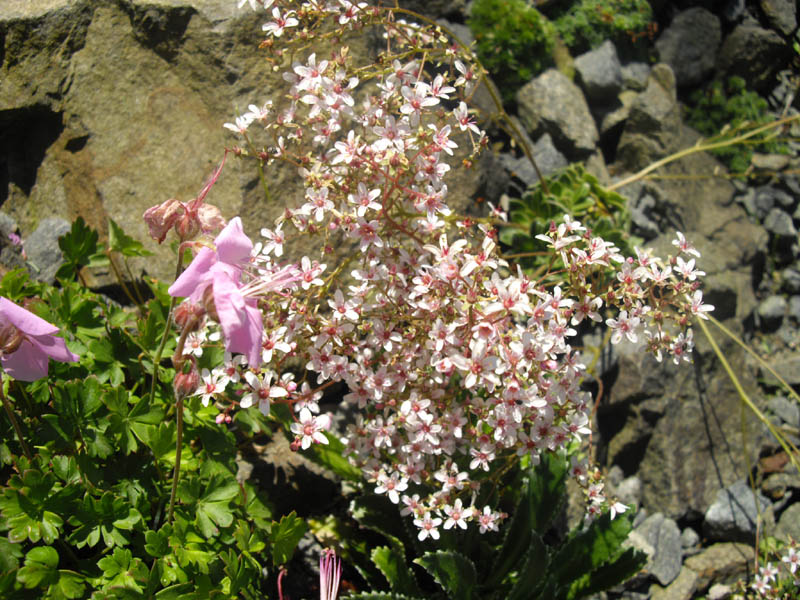 Saxifraga 'Winifred Bevington'