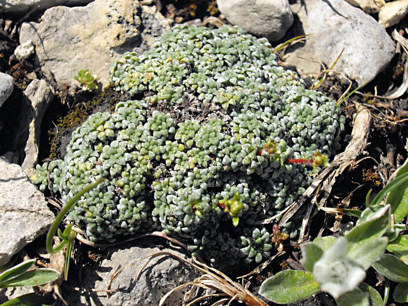 Saxifraga caesia