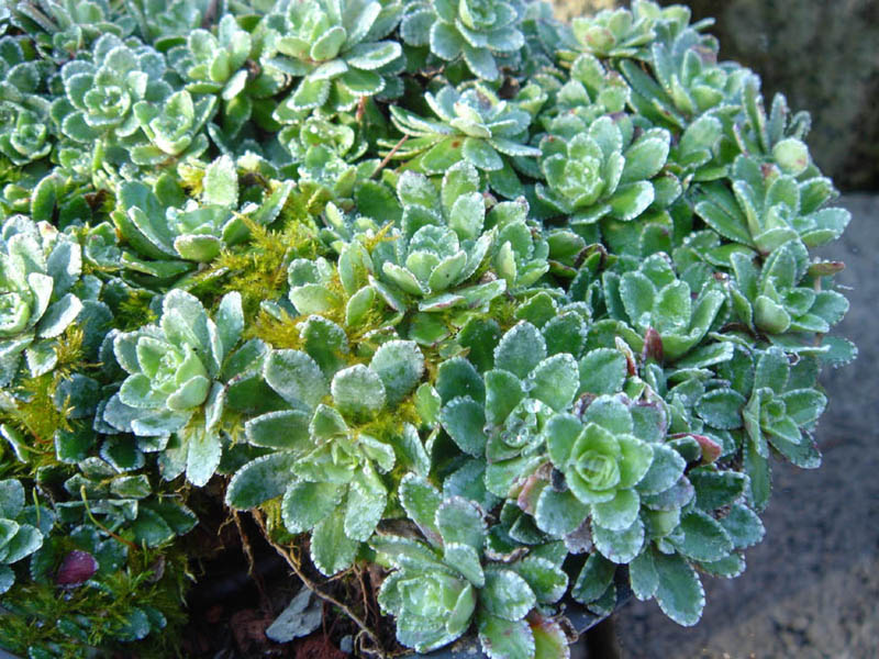 Saxifraga paniculata (pyrénées)