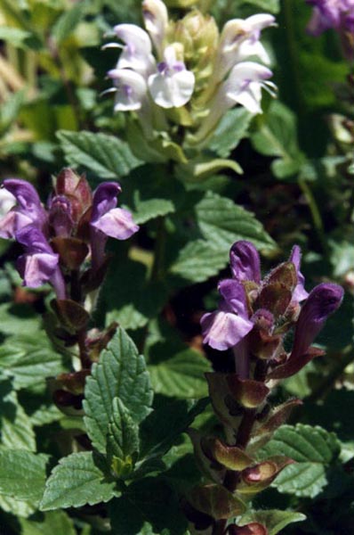 Scutellaria alpina