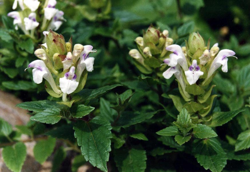 Scutellaria alpina 'alba'