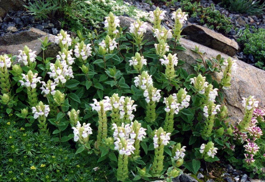 Scutellaria alpina 'alba'