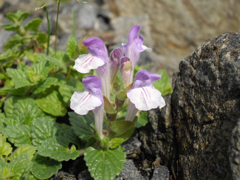 Scutellaria alpina