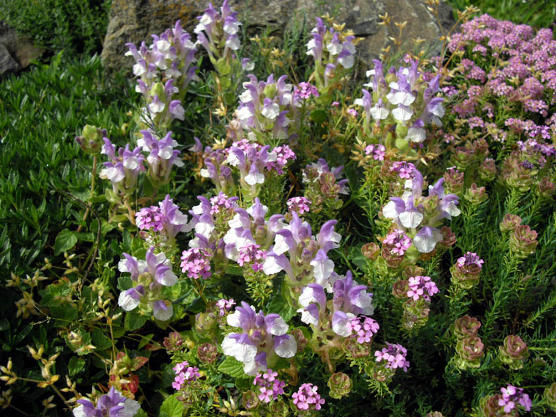 Scutellaria alpina