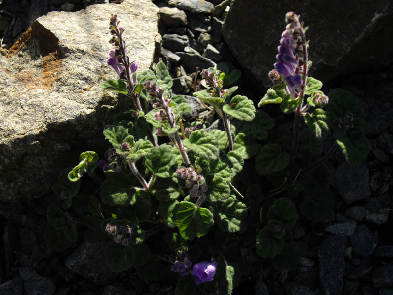 Scutellaria indica var parviflora