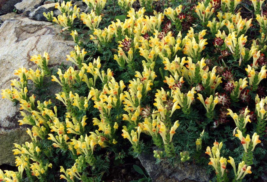 Scutellaria orientalis var pinnatifida