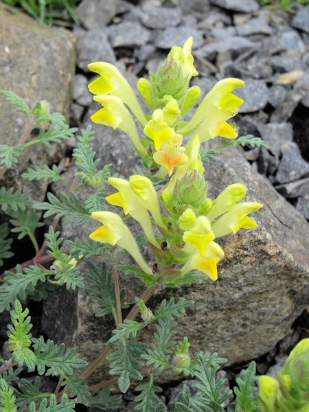 Scutellaria orientalis var pinnatifida