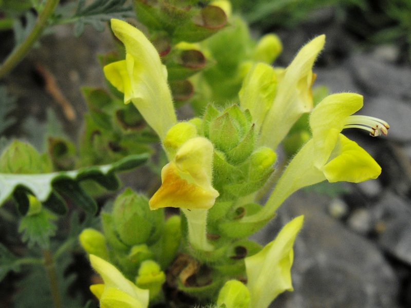 Scutellaria orientalis var pinnatifida