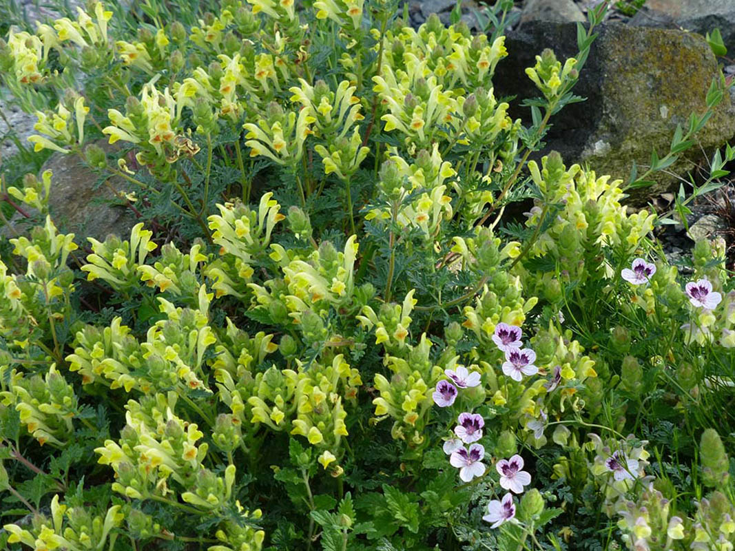Scutellaria orientalis var pinnatifida