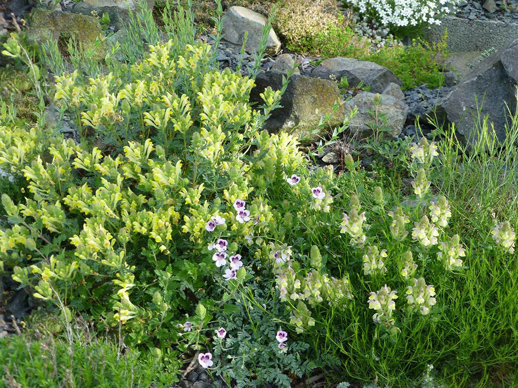 Scutellaria orientalis var pinnatifida