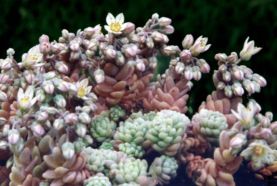 Sedum dasyphyllum