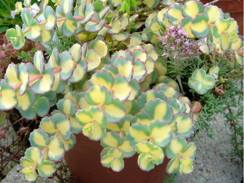Sedum sieboldii 'Mediovariegatum'