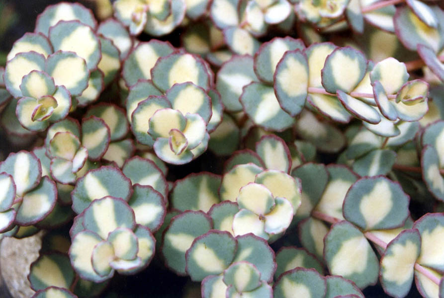 Sedum sieboldii 'Mediovariegatum'