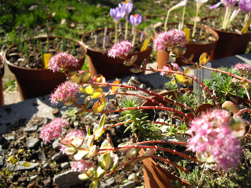 Sedum sieboldii 'Mediovariegatum'