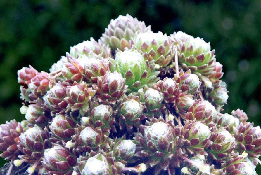 Sempervivum arachnoideum