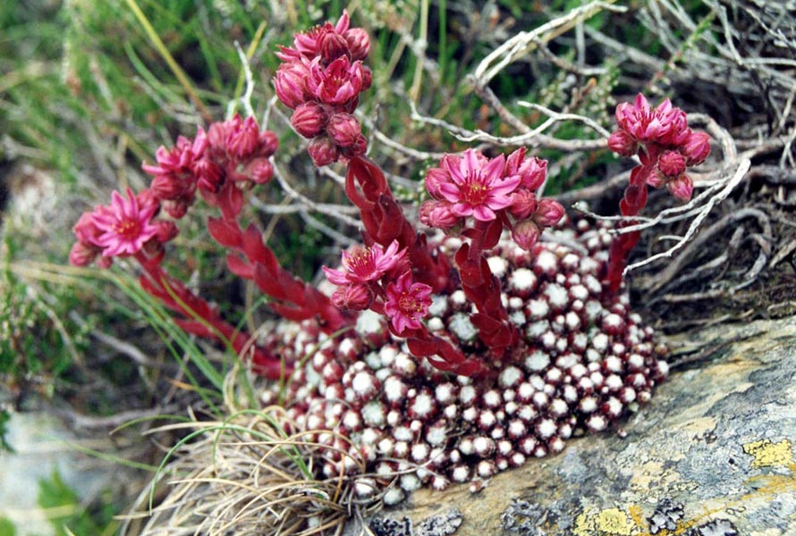 Sempervivum arachnoideum