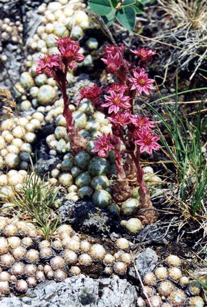 Sempervivum arachnoideum