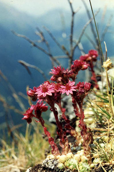 Sempervivum arachnoideum