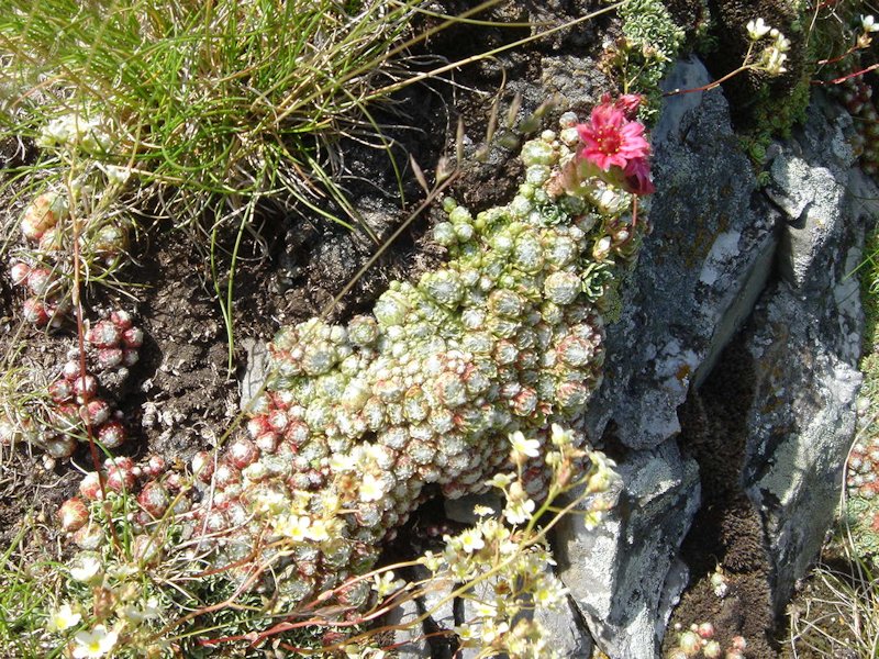 Sempervivum arachnoideum
