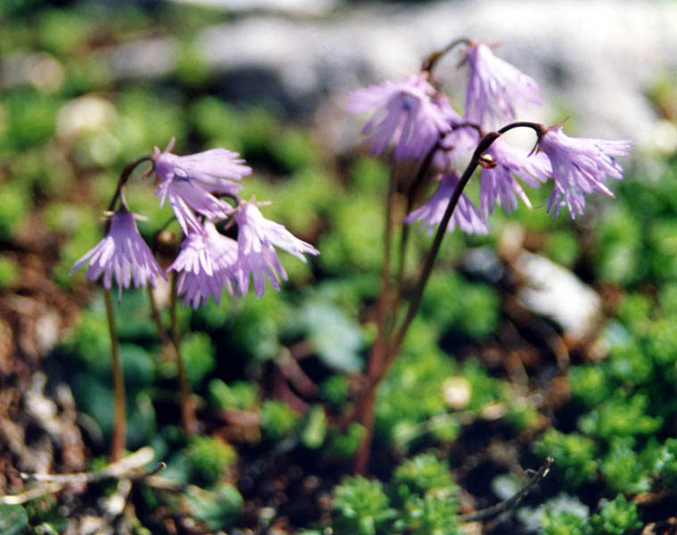 Soldanella alpina en fleurs dans une pelouse humide des Pyrénées