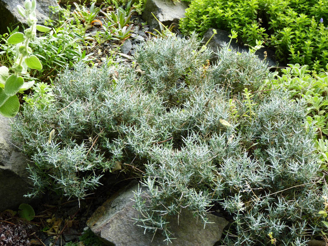 Teucrium subspinosum