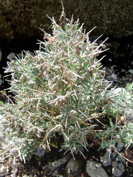 Teucrium subspinosum