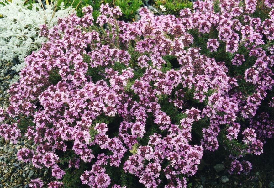 Thymus leucotrichus