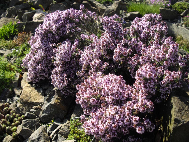 Thymus leucotrichus